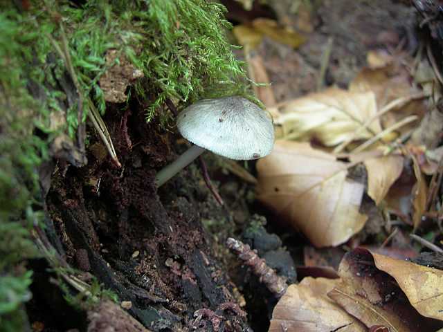 Pluteus   pseudorobertii   M.M. Moser